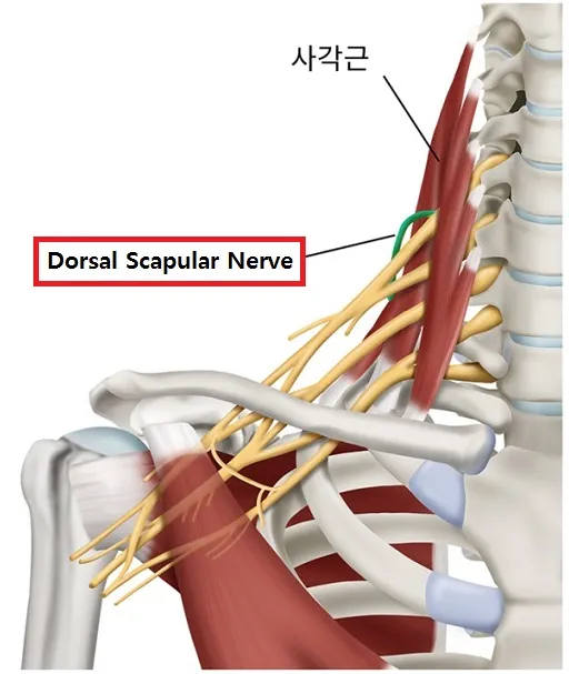 등쪽어깨신경1