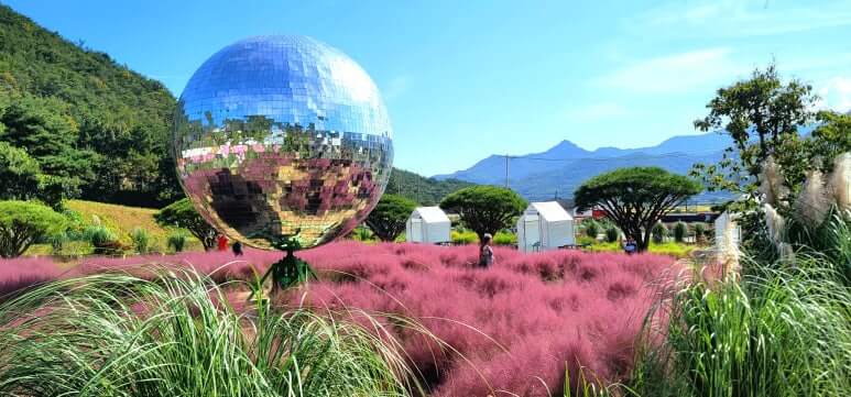 핑크뮬리 (Pink Muhly) 핑크뮬리 절정 시기 (Pink Muhly peak season) 핑크뮬리 명소 (Pink Muhly spots) 핑크뮬리 사진 촬영 팁 (Pink Muhly photography tips) 가을 꽃 (autumn flowers)