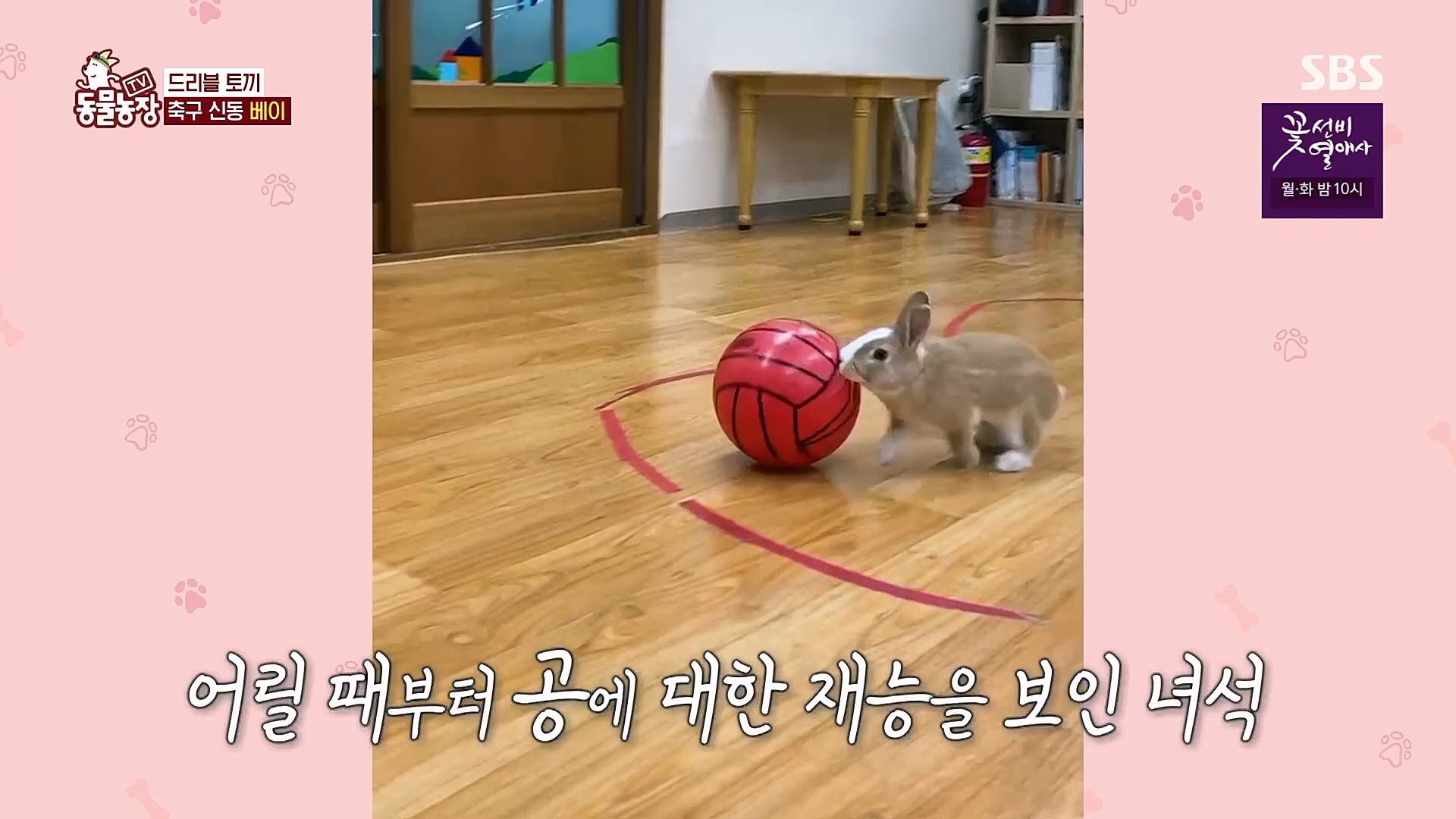 TV 동물농장.E1113.230326p.H264-F1RST.mp4_20230326_172508.492.jpg