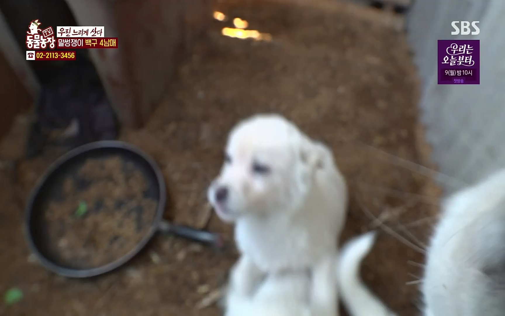 TV 동물농장.E1067.220501p.H264-F1RST.mp4_20220501_185017.822.jpg