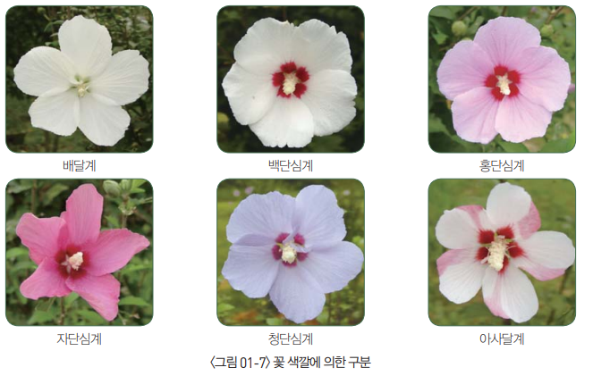 무궁화 꽃의 색깔에 의한 구분