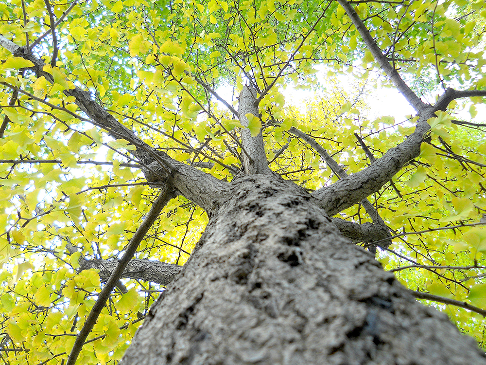 홍제동 고은산(goeunsan) 은행나무(ginkgo, 銀杏)