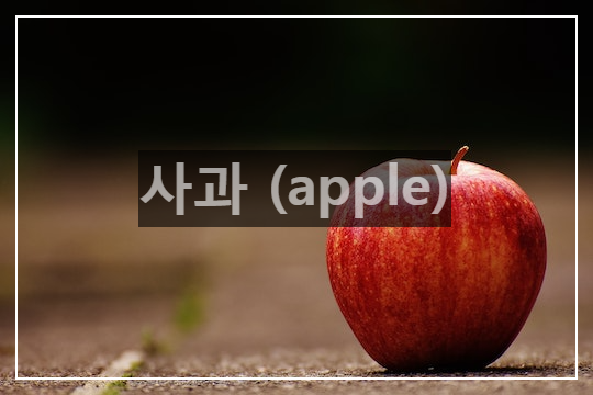 사과(apple)