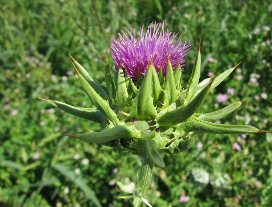  밀크씨슬(Milk Thistle) 효과(효능)와 부작용 알아보기