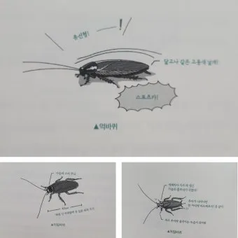 바퀴벌레 퇴치방법 총정리_8