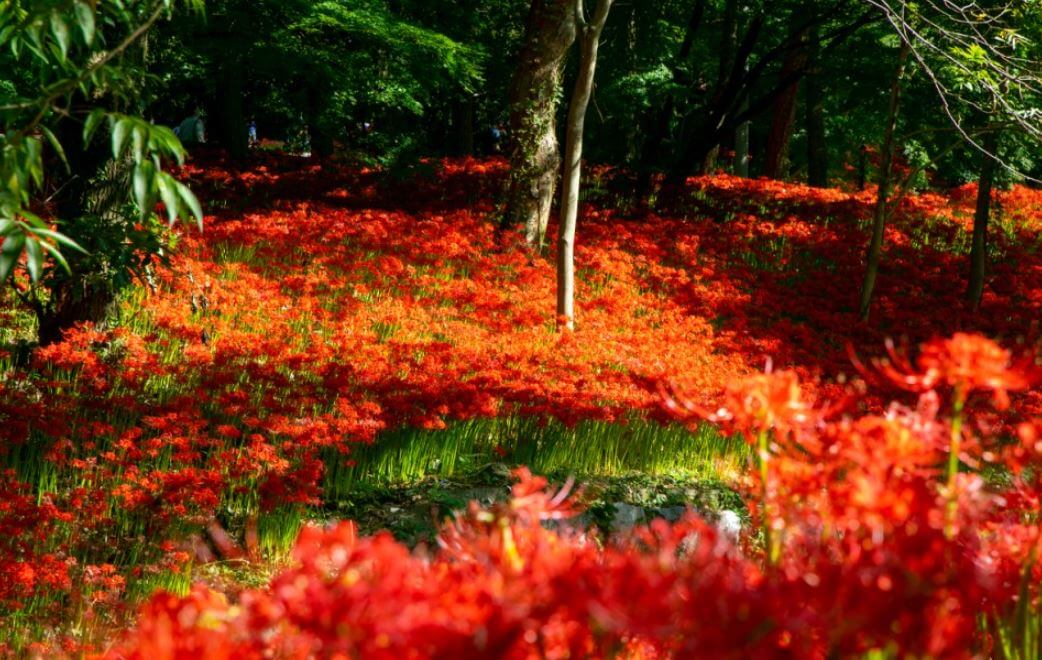 붉은색-꽃밭과-나무들