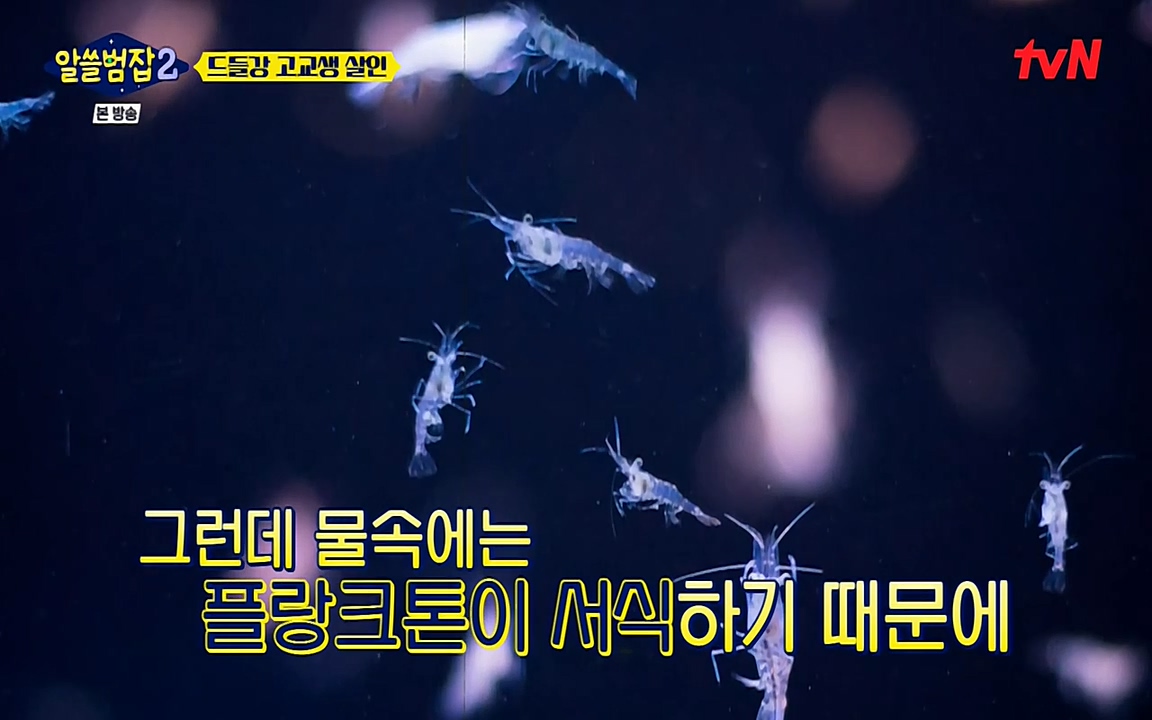 알쓸범잡 2.E15.220425p-NEXT.mp4_20220425_185550.292.jpg