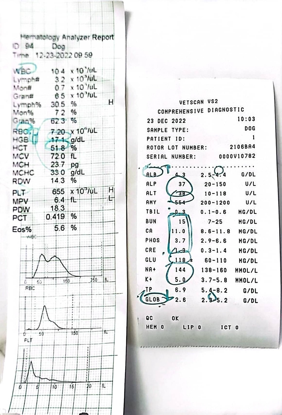 강아지-종합검사-결과지