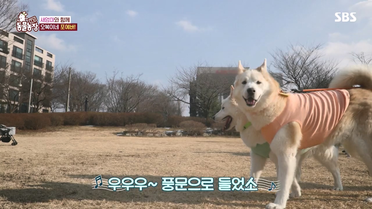 TV 동물농장.E1167.240415p-NEXT.mp4_20240414_160918.296.jpg