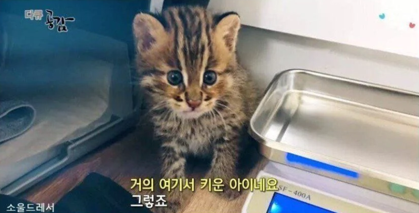  캣초딩 아닌 삵초딩 자연방사.jpg