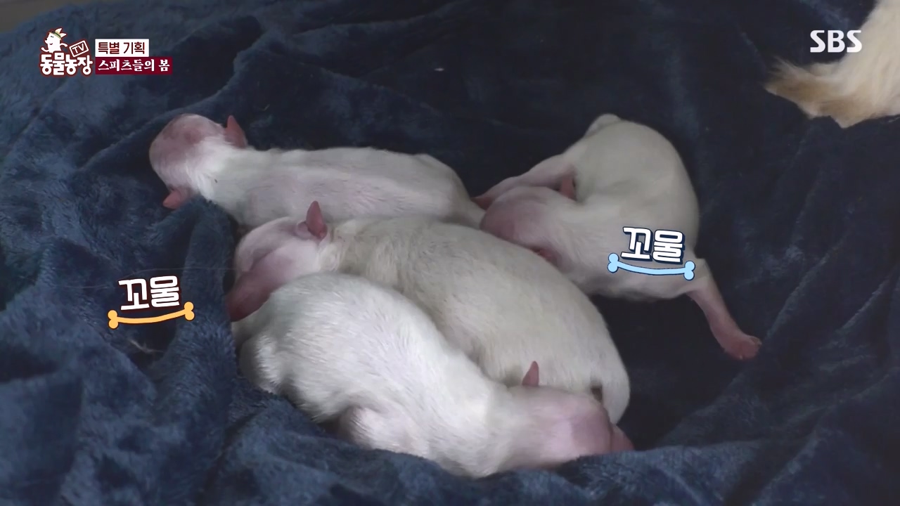 TV 동물농장.E1171.240513p-NEXT.mp4_20240512_163356.226.jpg