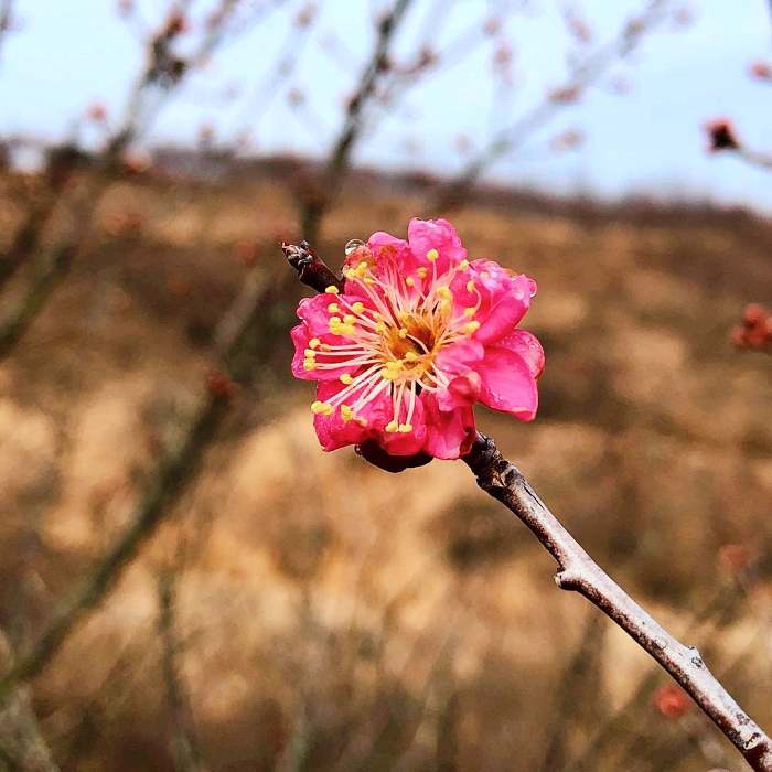 생방송오늘저녁 진주 매화숲 1년에 한 달만 개방 홍매화 매화꽃 식물원