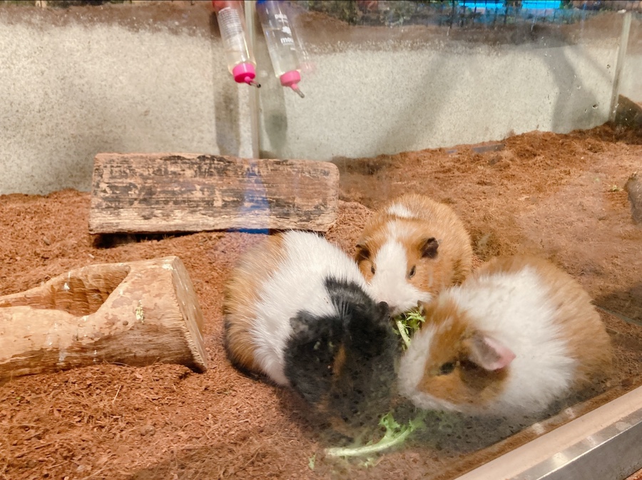 기니피그 키우기 기니피그 키우기수명과 주의점 (집 11