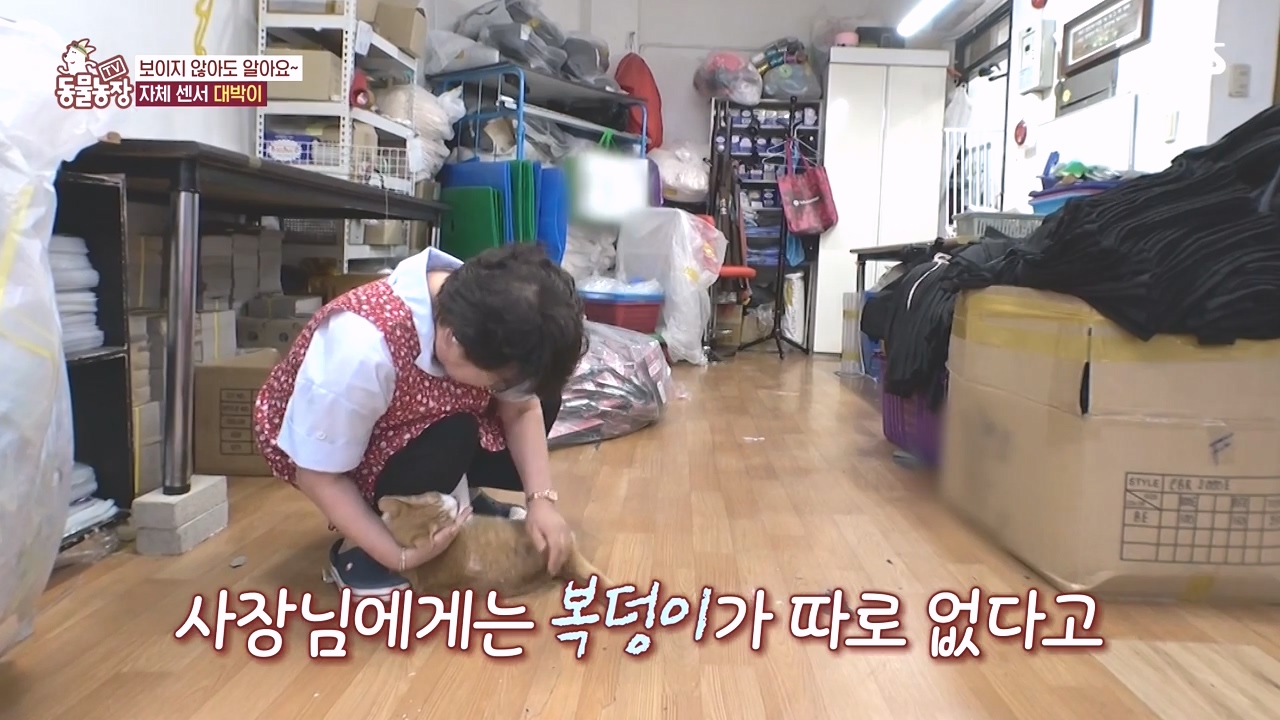 TV 동물농장.E1141.231016p-NEXT.mp4_20231015_174349.658.jpg