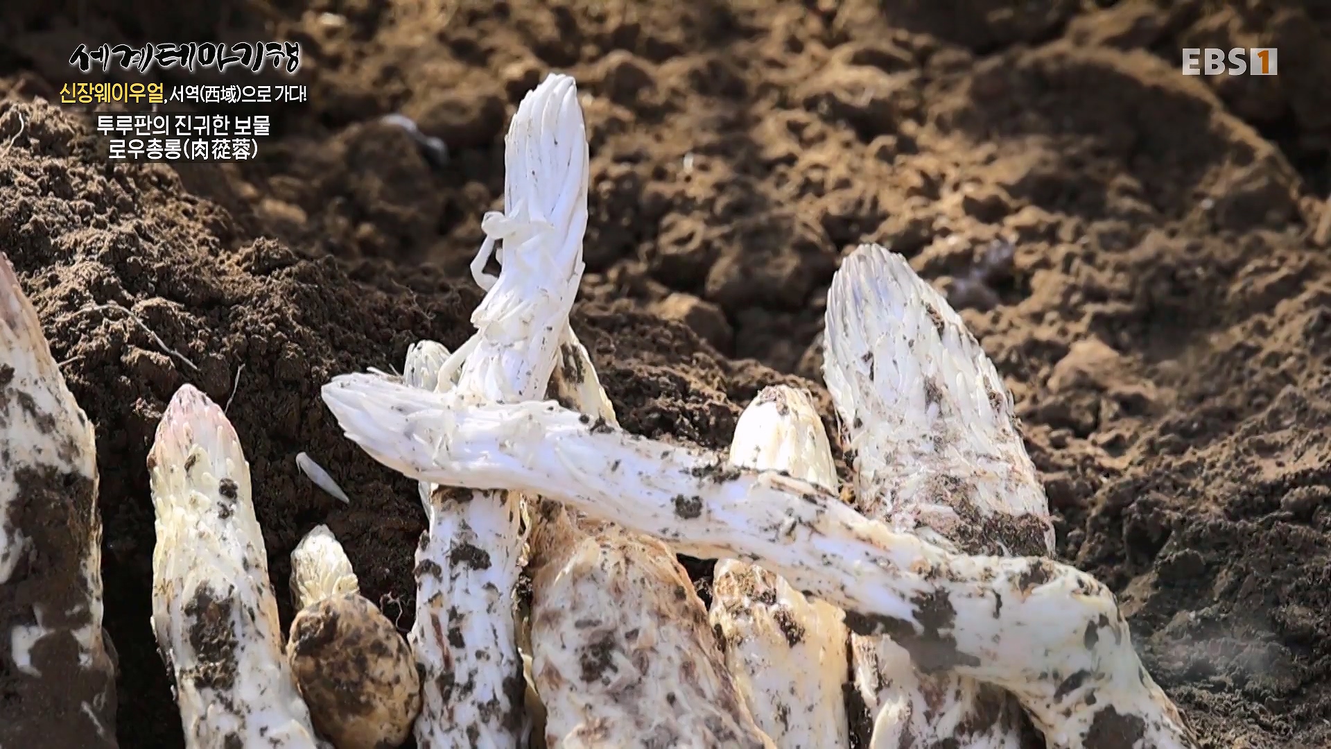 세계테마기행 240102 신장웨이우얼, 서역(西域)으로 가다! -톈산산맥의 보물, 투루판0p.mp4_20240706_172803.669.jpg
