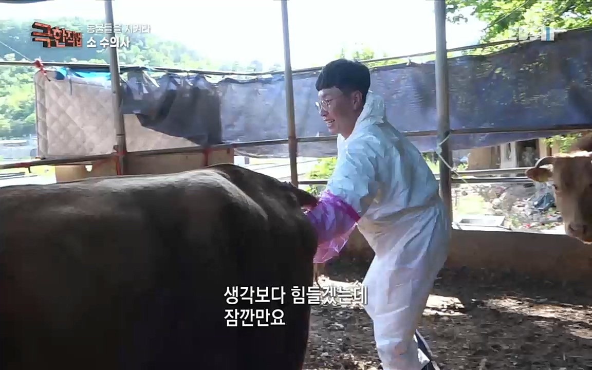 TV - 교육의 중심 EBS동물들을 지켜라, 수의사와 유기 동물 구조팀.mp4_20220913_200149.016.jpg