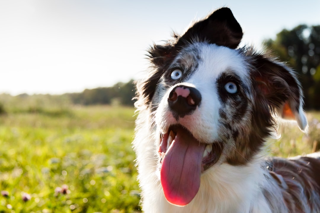 Dog hair
