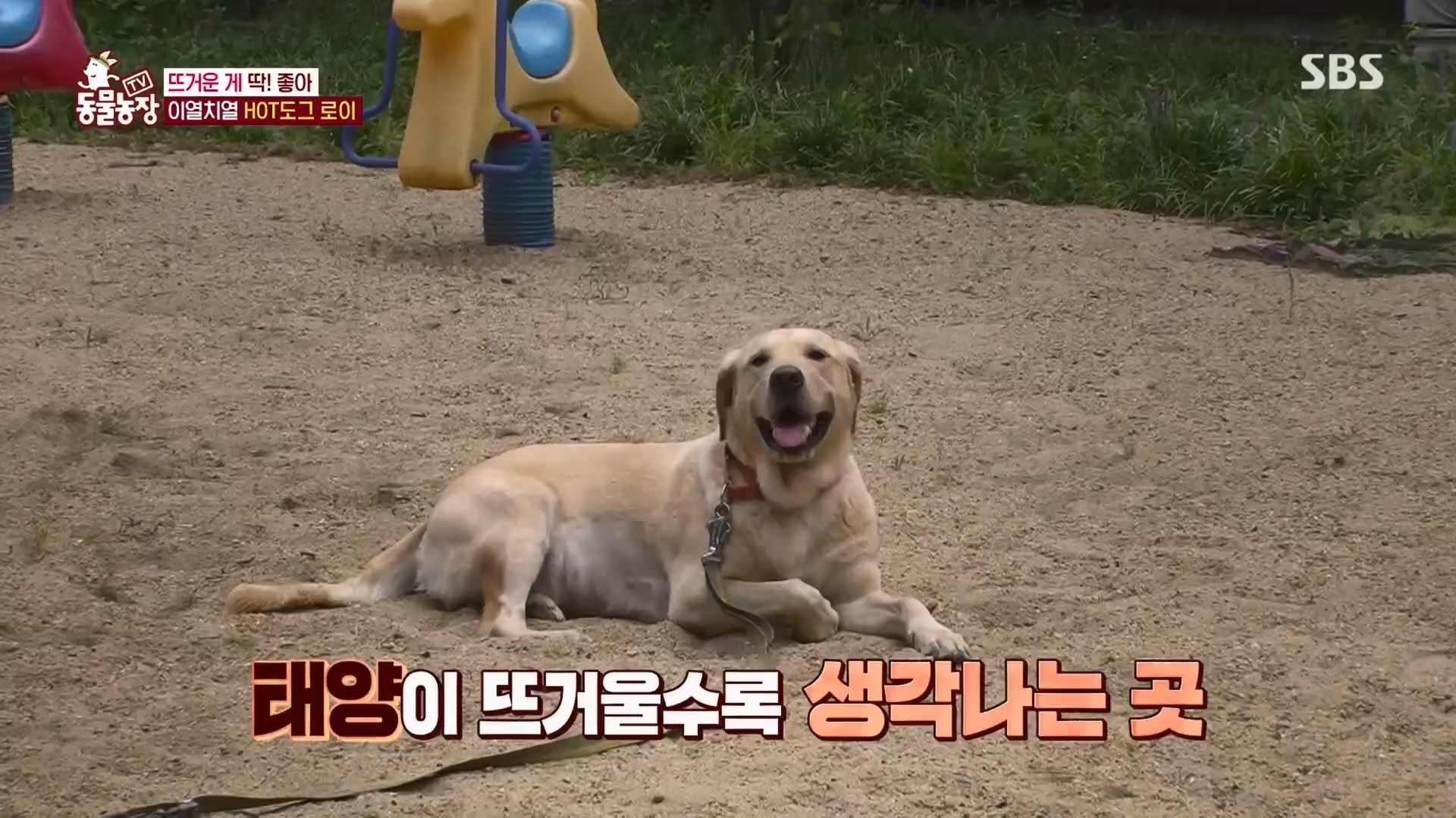 TV 동물농장.E1139.230924p.H264-F1RST.mp4_20230924_172324.340.jpg