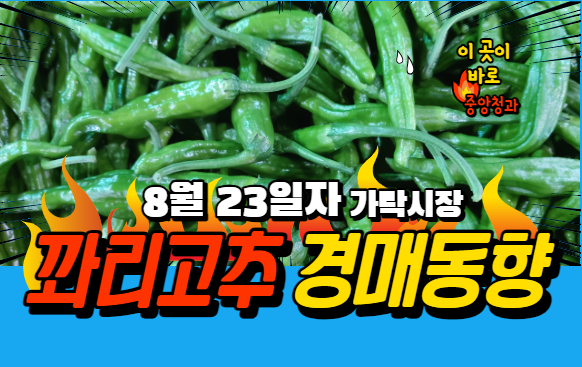  [경매사 일일보고] 8월 23일자 가락시장 꽈리고추 경매동향을 살펴보겠습니다!