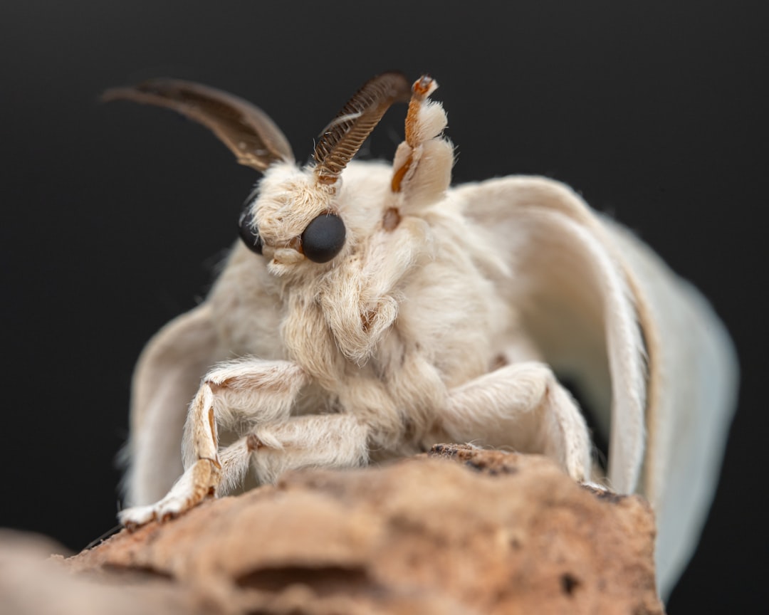 Silkworm.