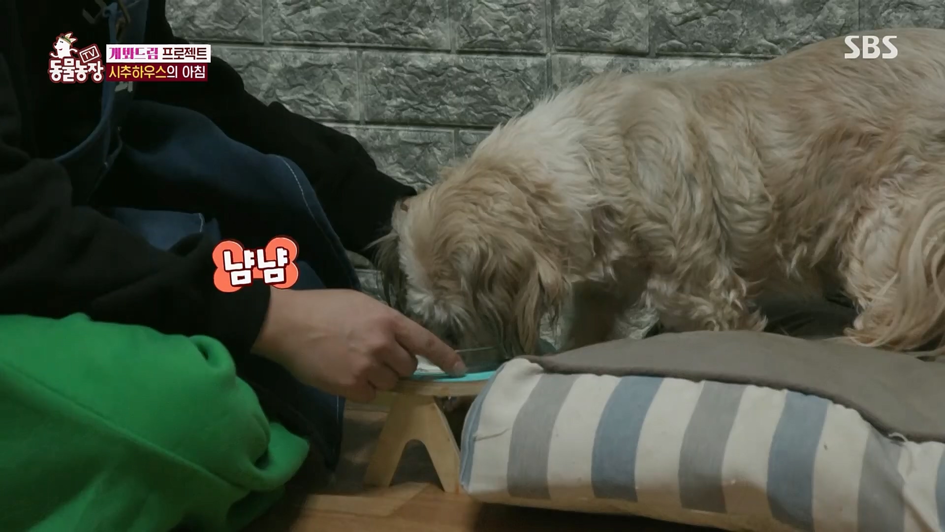 TV 동물농장.E1103.230108p.H264-F1RST.mp4_20230108_174643.665.jpg