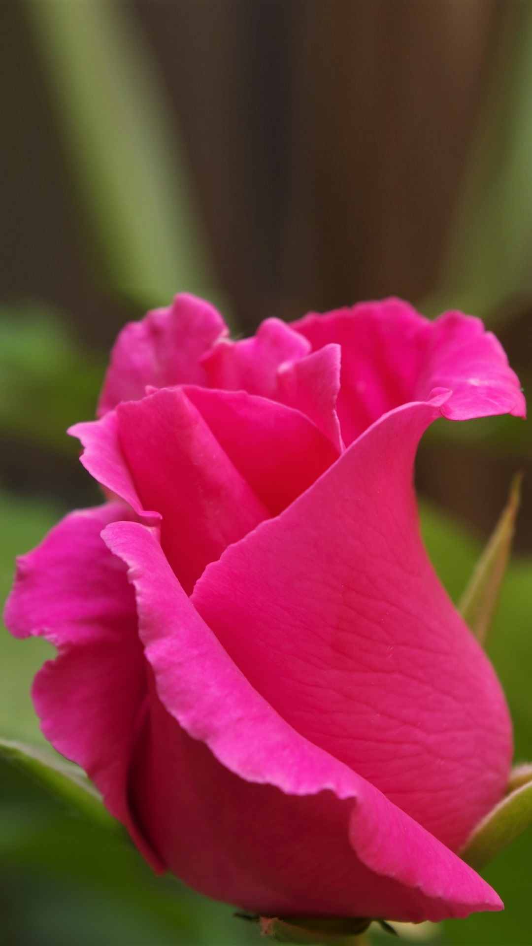 Rose Flower iPhone Wallpaper