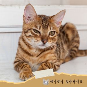고양이-꾹꾹이-이유