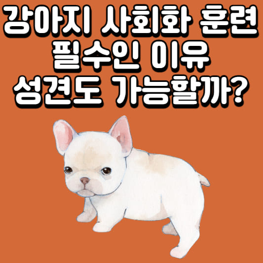 강아지 사회화 훈련 강아지 사회화 훈련 강아지 훈련 강아지 훈련