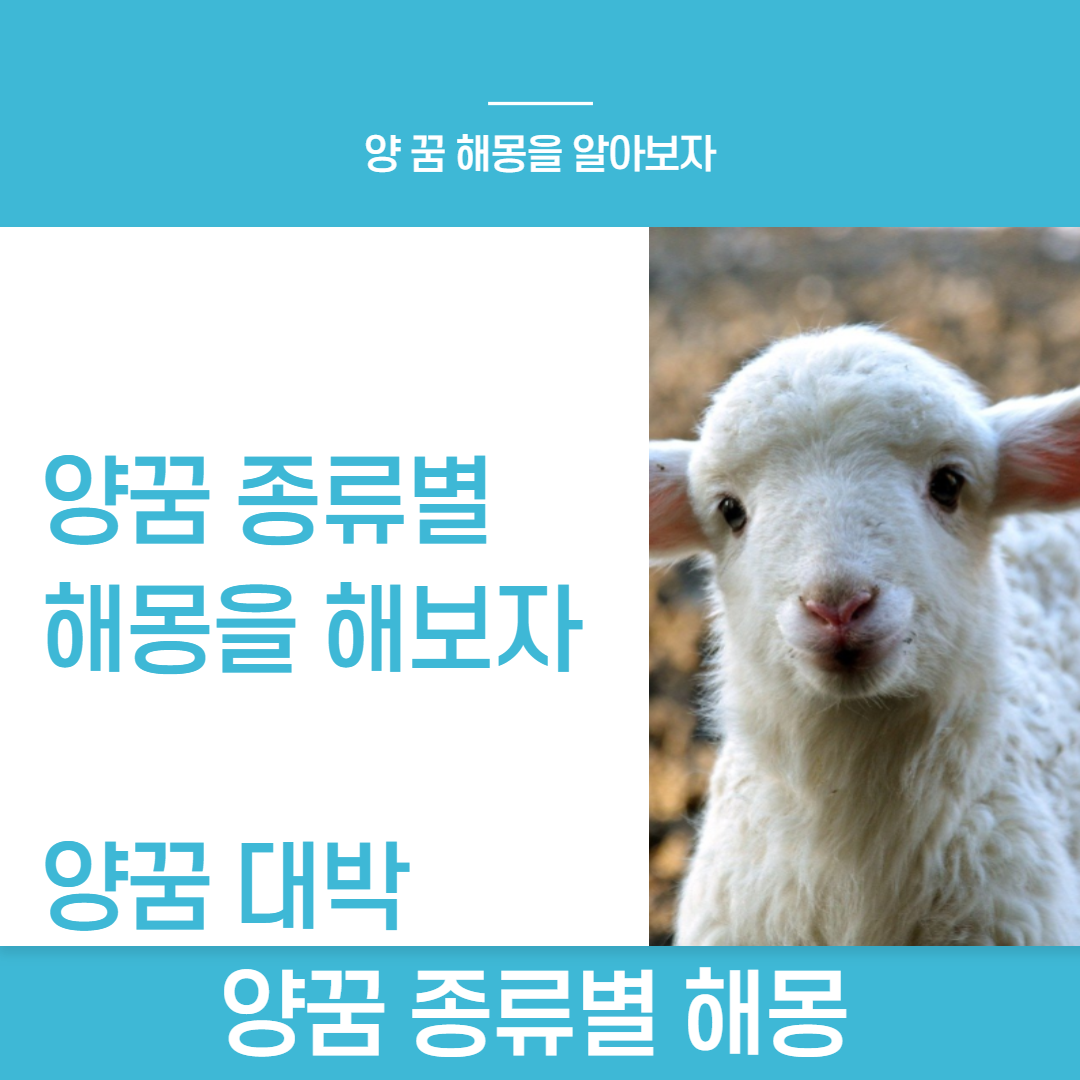  양꿈 종류별 양꿈해몽 양꿈 로또 정보 공유