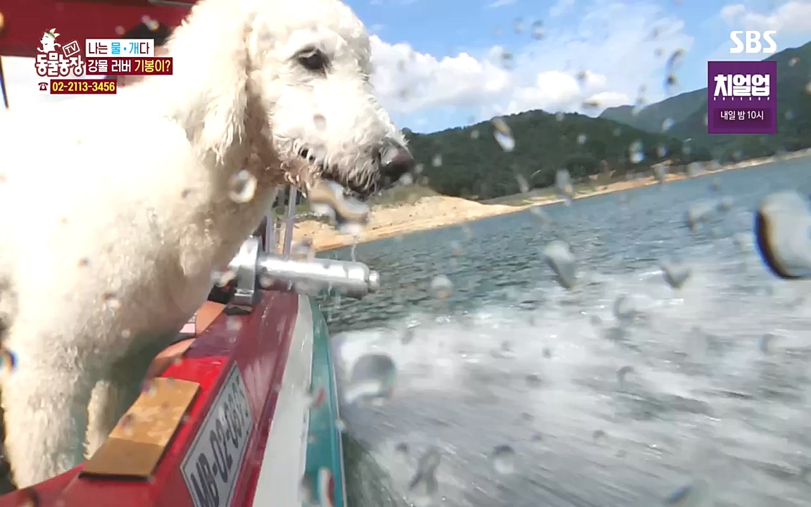TV 동물농장.E1090.221010p-NEXT.mp4_20221009_182014.352.jpg