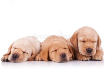 새끼 강아지 세 마리가 눈을 감고 있다