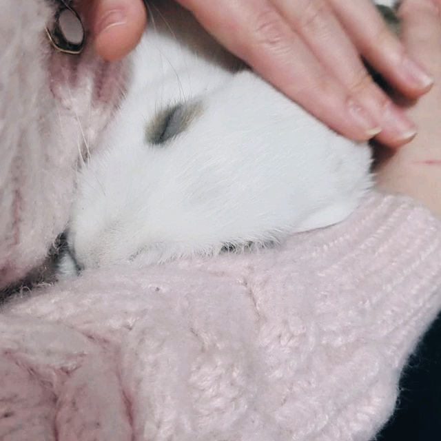  토끼가 주인을 사랑할 때, 이렇게 행동합니다.