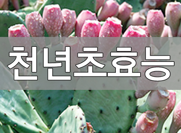  천연초 효능 7가지 및 부작용, 복용법: 다양한 건강상의 이점