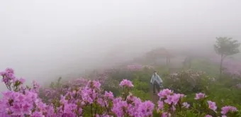 남원 봉화산 철쭉 산행 주차장 등산코스_28