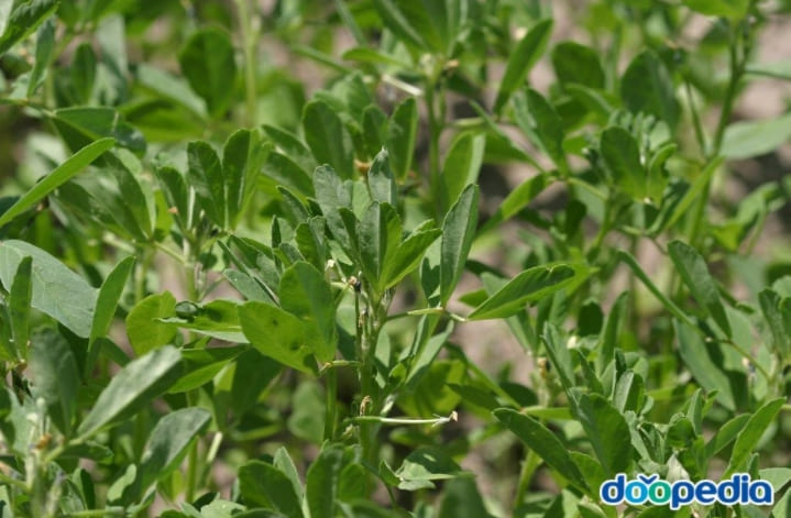 남녀 모두에게 유익한 식품...다이어트 남녀 성욕 높여줘...혈당 조절까지? fenugreek TEA