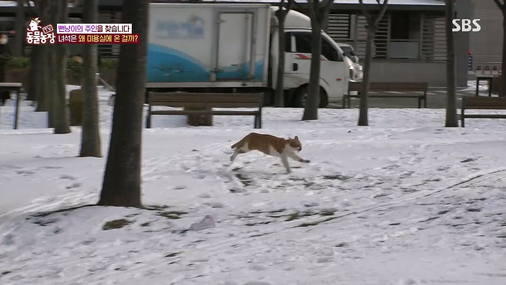 TV 동물농장.E1104.230115p.H264-F1RST.mp4_20230115_173211.200.jpg