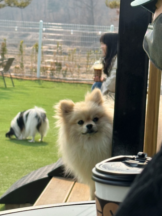 이천 애견카페 리츠펫 선물방문 후기