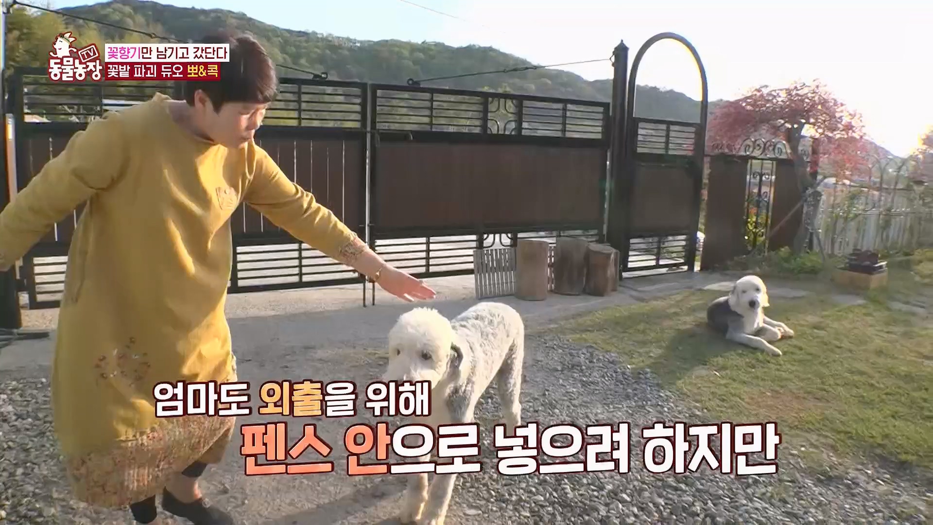 TV 동물농장.E1120.230514p.H264-F1RST.mp4_20230515_203528.151.jpg