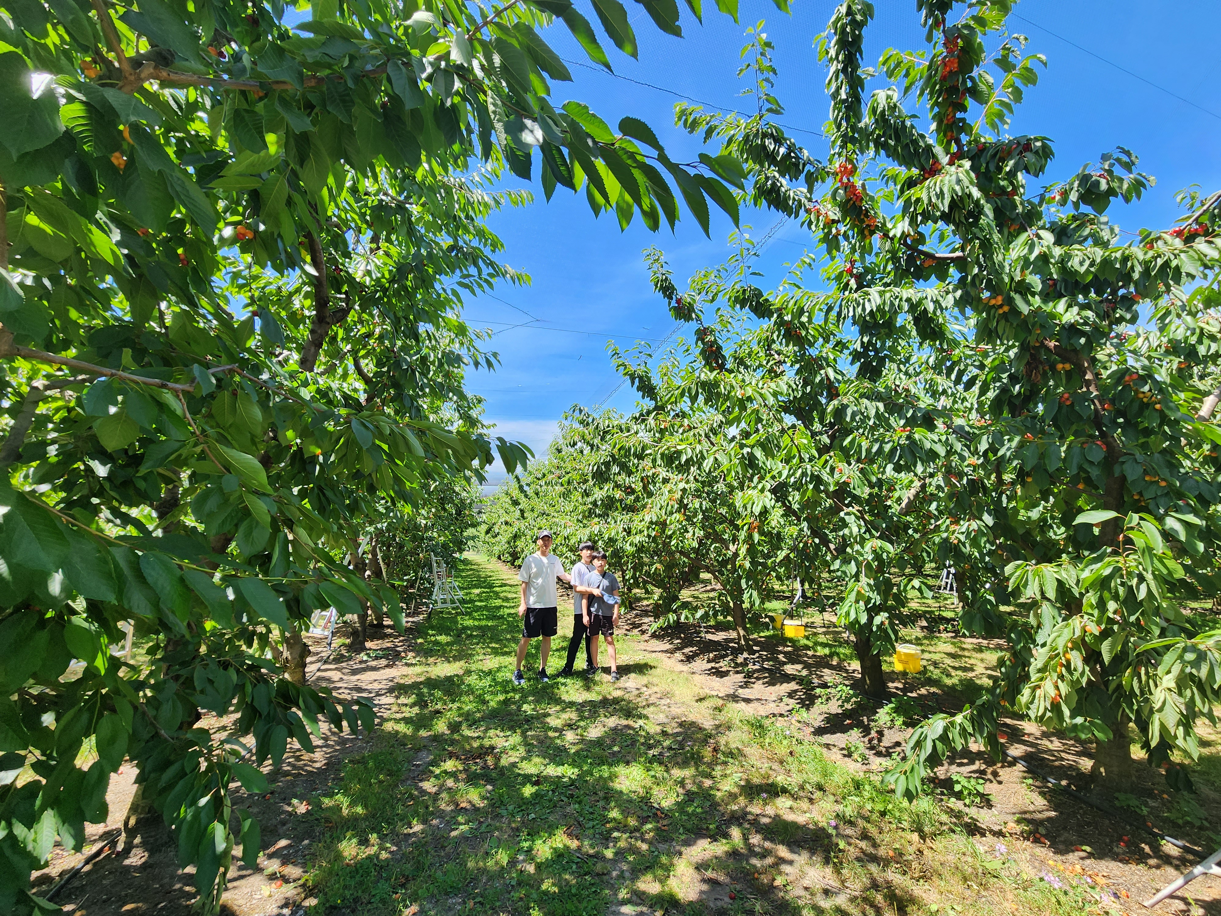 Cheeki Cherries&#44; PYO Orchard