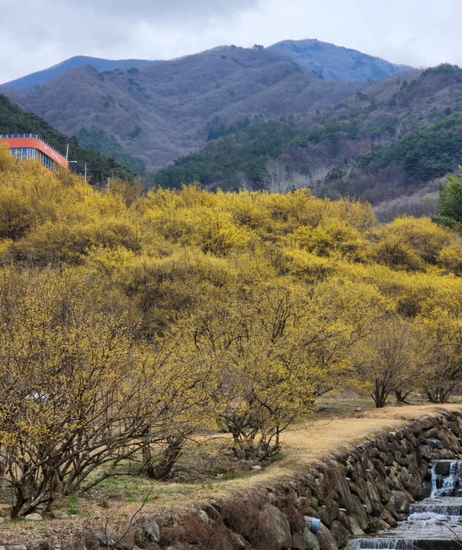 구례산수유꽃축제
