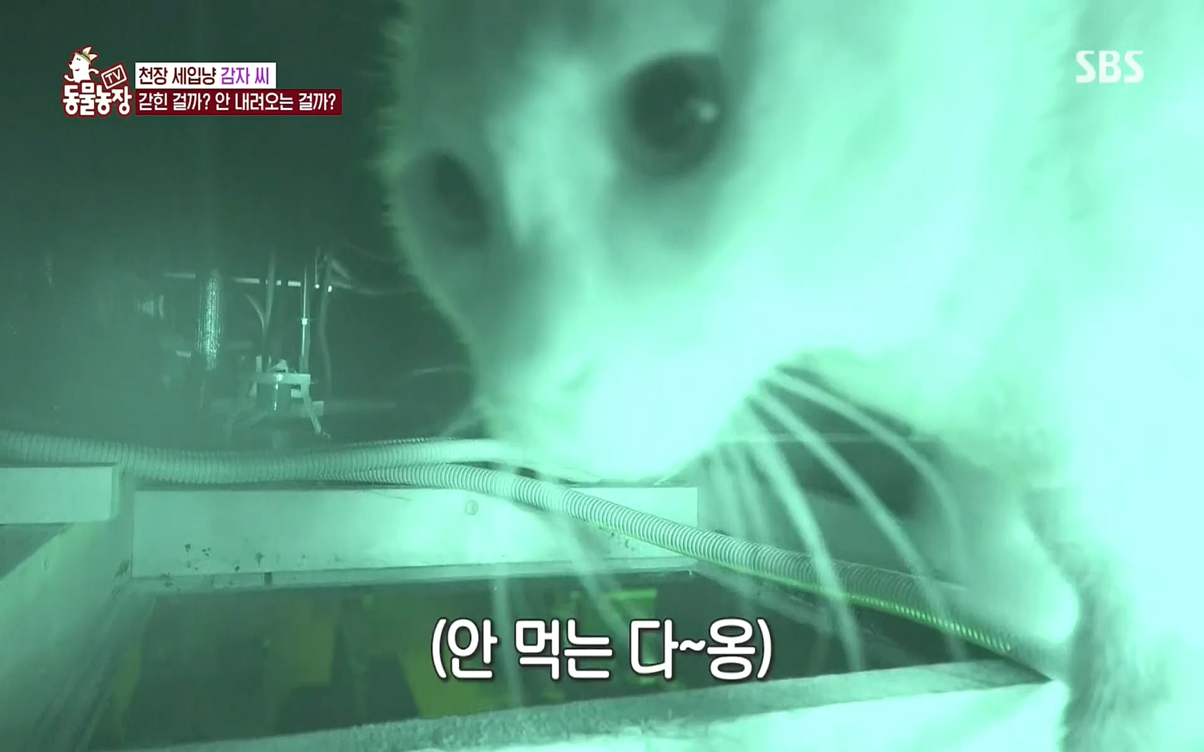TV 동물농장.E1081.220807p.H264-F1RST.mp4_20220807_213623.711.jpg