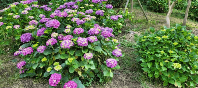 울산 장생포 수국축제 주차장 입장료 행사일정