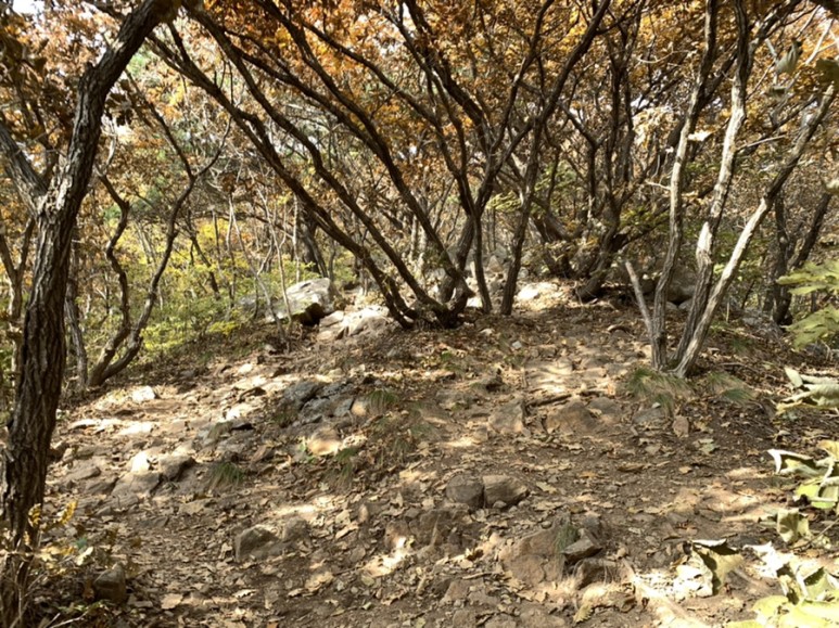 오서산 최단코스 [BAC 100대명산 / 보령 오서산 최단코스] 오서산자연휴양림 ~ 월정사 69