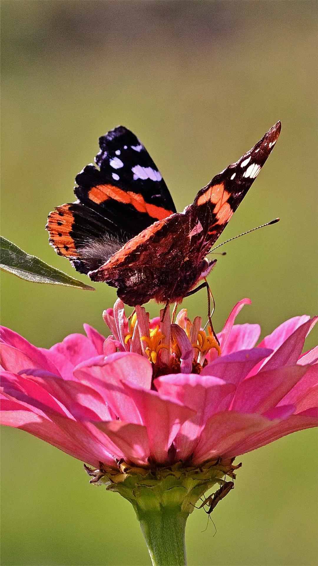 Butterfly Animal iPhone Wallpaper