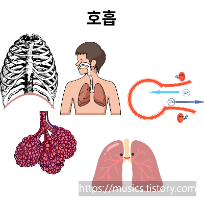  중2 과학-동물과 에너지-호흡