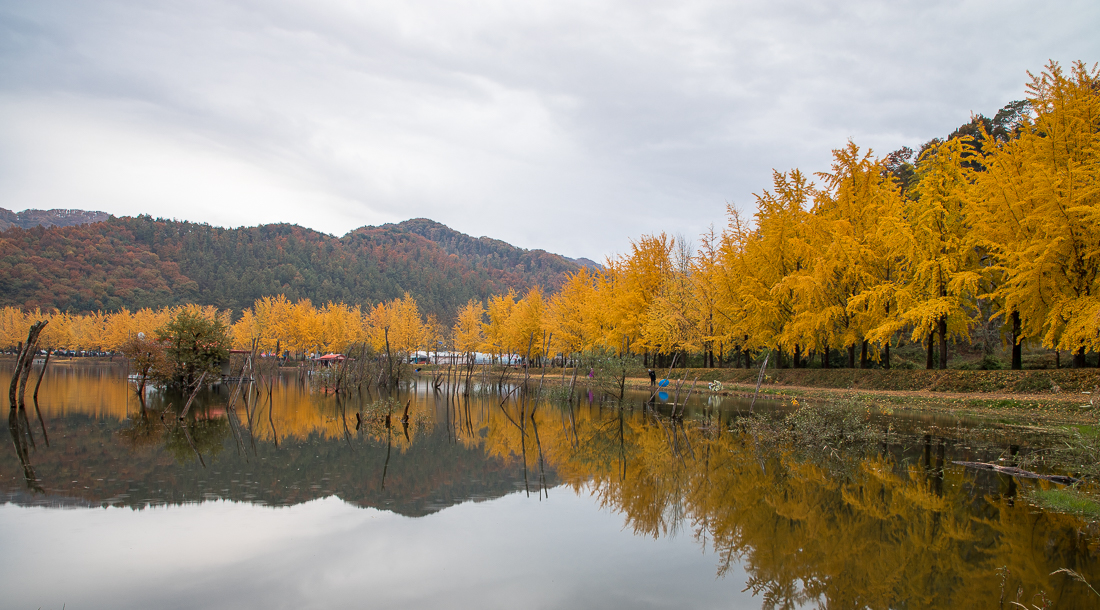 문광저수지 은행나무길&#44; Ginkgo reservoir