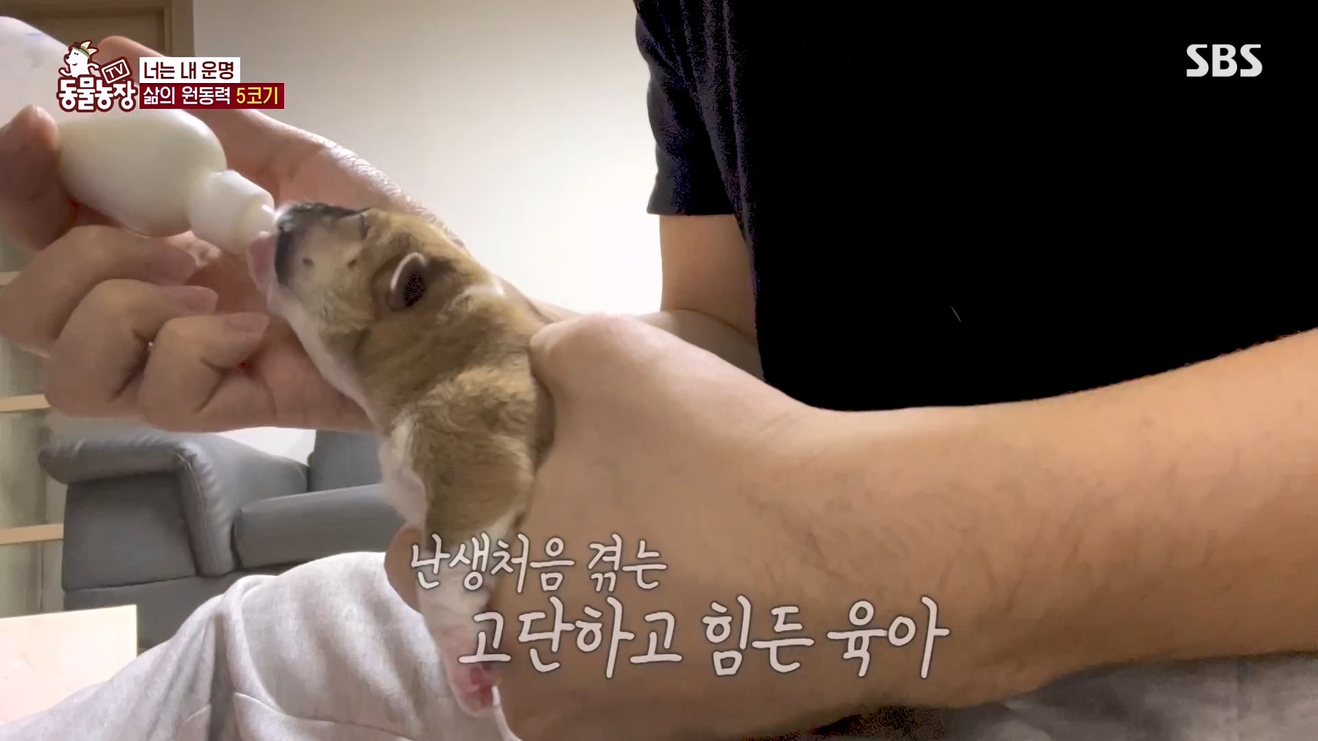 TV 동물농장.E1161.240303p-NEXT.mp4_20240303_172247.798.jpg