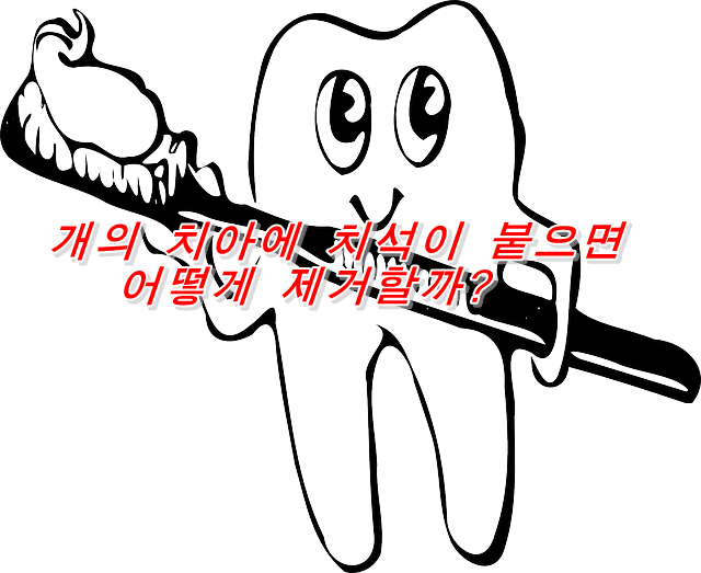  개의 치아에 치석이 붙으면 어떻게 제거할까?
