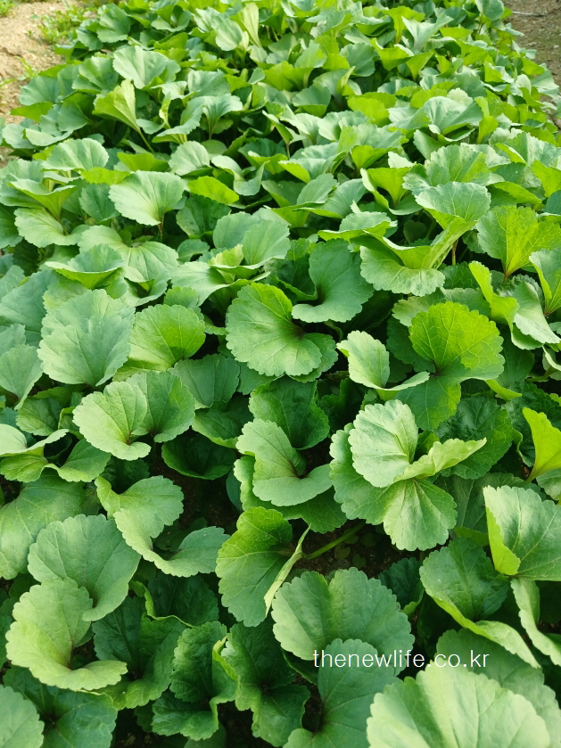 Angled close-up of lush green mallow leaves covering the soil-땅을 덮을 만큼 촘촘히 자란 아욱 잎을 비스듬히 촬영한 사진