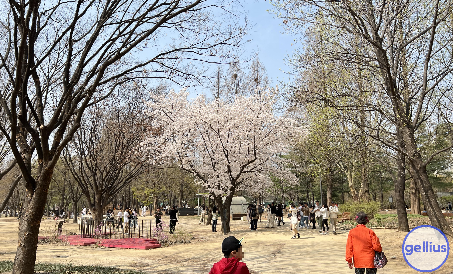 서울숲 살펴 볼 장소 세 번째&#44; 가벼운 벚꽃